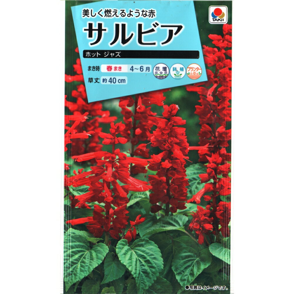 种子（花） - サルビア