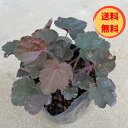 【送料無料】【肥料プレゼント】ヒューケラ(ツボサンゴ)銅葉9.0cmポット 5pセット/苗品種不問 おまかせ(4)