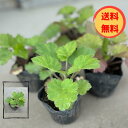 【送料無料】【肥料プレゼント】ヒューケラ(ツボサンゴ)緑葉9.0cmポット 5pセット/苗品種不問 おまかせ(4)