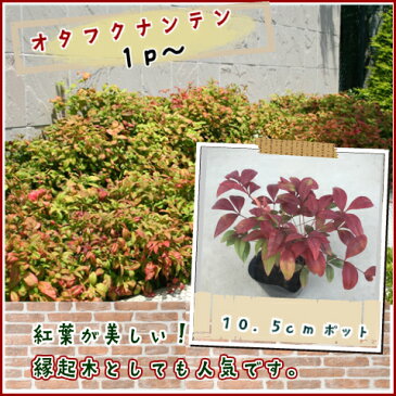 オタフクナンテン(お多福南天)10.5cmp 1p〜♪/苗