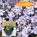 【送料無料】芝桜(紫花)オーキントンブルーアイ 40pセット/苗(しばざくら・シバザクラ)【肥料プレゼント】