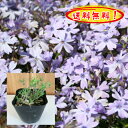 【送料無料!】芝桜(紫花)オーキントンブルーアイ20pセット/苗【肥料プレゼント】(シバザクラ・しばざくら)