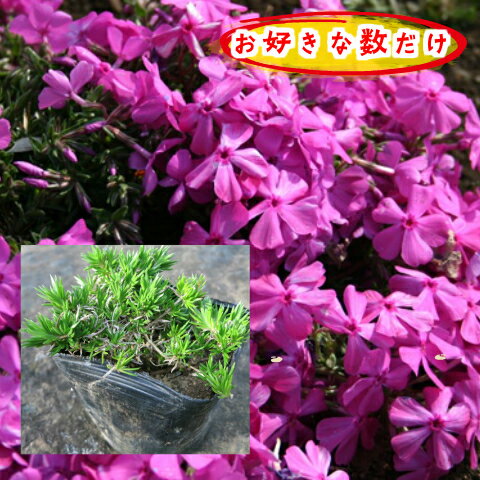 芝桜(濃桃)ダニエルクッション1pからどうぞ！/苗(シバザクラ・しばざくら)