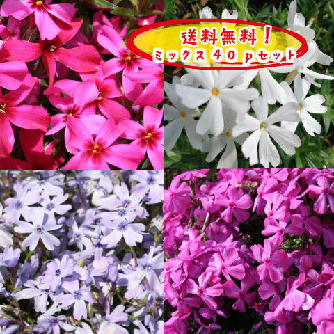 【送料無料！】【とってもお得！】芝桜(シバザクラ）貴重な紫花10pが入った選べる40pミックスセットオーキントンブルーアイ(紫)10p＋(他10p×3種類)