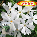【送料無料】芝桜 モンブラン白花♪80pセット/苗ホワイト 【肥料プレゼント】(しばざくら・シバザクラ)