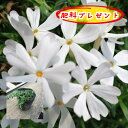 【送料無料】【肥料プレゼント!】芝桜(シバザクラ・しばざくら)モンブラン 40pセット♪(白花)(ホワイト)/苗