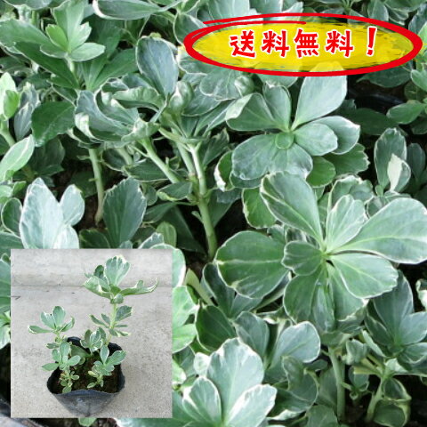 【送料無料】【肥料プレゼント】フイリフッキソウ(斑入りフッキソウ)5pセット/苗