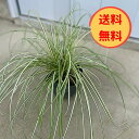【送料無料】カレックス エバーゴールド15.0cmp(大苗)3ポットセット黄色 斑入り/苗