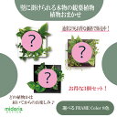 【公式】3個で割引 お得な植栽お任せセット 壁掛け 観葉植物 ミドリエデザイン FRAME 選べるカラー