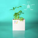GG Box vase 観葉植物 ギフト 新生活 卒業式 ホワイトデー パフカル苗 初心者安心