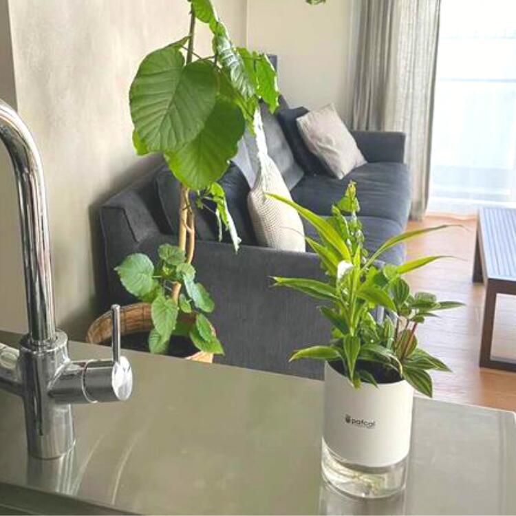 �ڸ����ۥߥɥꥨ ���̵��ݥå� ��POT-Dñ�ʡʥѥե��롦������ˡ���տ�ʪ �������