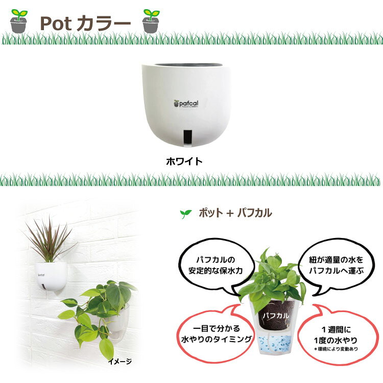 �ڸ����ۥߥɥꥨ �ɳݤ� ���̵��ݥå� ��POT-E [3��ѥե����դ�]��������ˡ� ���տ�ʪ �������