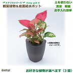 【公式】ミドリエデザイン 底面給水 ポット ＜ POT-V 寄せ植え＞ 選べる3苗 観葉植物 おしゃれ