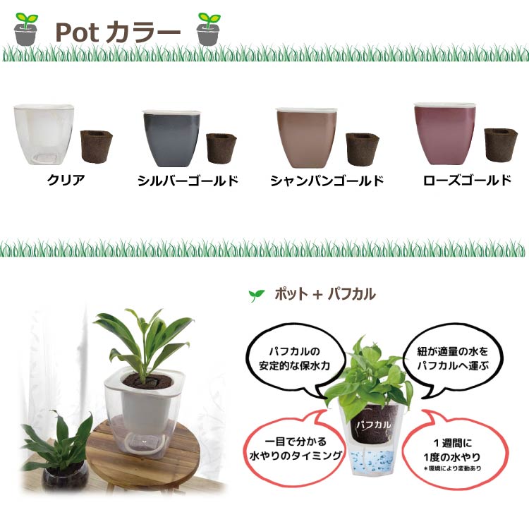 �ڸ����ۥߥɥꥨ ���̵��ݥå� ��POT-A [3��ѥե����դ�]��������ˡ� ���տ�ʪ �������