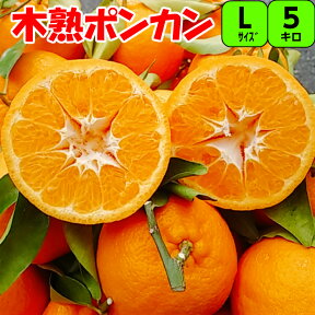 木熟 葉付き ポンカン 5kg L サイズ 【秀品】 送料無料木熟葉付きポンカンは 甘味が強く 濃厚な甘い香りが 特徴 みかん ぽんかん ミカン 紀南 紀州 和歌山 木熟 もぎたて 完熟 濃厚 糖度 甘い フルーツ 贈答 ギフト