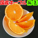 みかん ネーブル オレンジ 3kg 3L (大玉) 【秀品】 送料無料国産 の 紀南 の ネーブルオレンジ は一味違います紀南 紀州 和歌山 木熟 もぎたて 完熟 濃厚 糖度 甘い みかん フルーツ 贈答 ギフト せとか みかん
