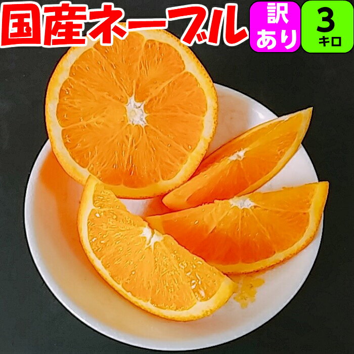 【訳あり】 ネーブル オレンジ 3kg 送料無料国産 の 紀南 の ネーブルオレンジ は一味違います紀南 紀州 和歌山 木熟 もぎたて 完熟 濃厚 糖度 甘い みかん フルーツ 贈答 ギフト