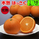 はっさく 八朔 【秀品】 送料無料 10kg 2L/Lサイズ (大玉・中玉) 和歌山 紀南産 4月、5月頃まで「樹上で完熟」 させた 農家がつくるこだわりみかん...
