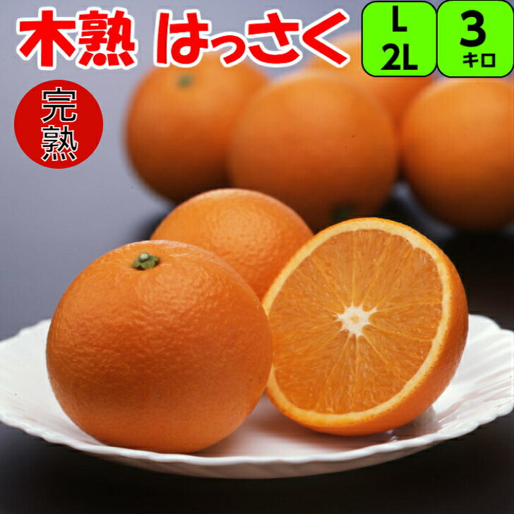 みかん はっさく 3kg 【秀品】2L/L(中玉.大玉)サイズ 送料無料香りがよく甘酸が調和しプリプリとした 木熟 八朔 みかん紀南 紀州 和歌山 木熟 もぎたて 完熟 濃厚 糖度 甘い 果実 フルーツ 贈答 ギフト