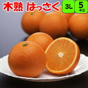 はっさく 八朔 【秀品】 送料無料 5kg 3L (特大)サイズ 和歌山 紀南産 4月、5月頃まで「樹上で完熟」させた 農家がつくるこだわりみかん。香りがよく ...