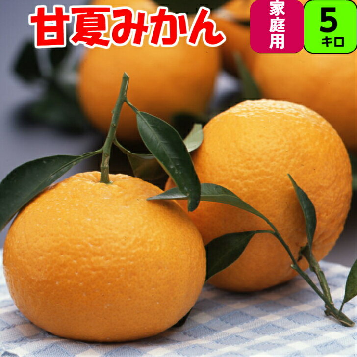 楽天市場】甘 夏 の 木の通販 楽天市場】甘 夏 の 木の通販