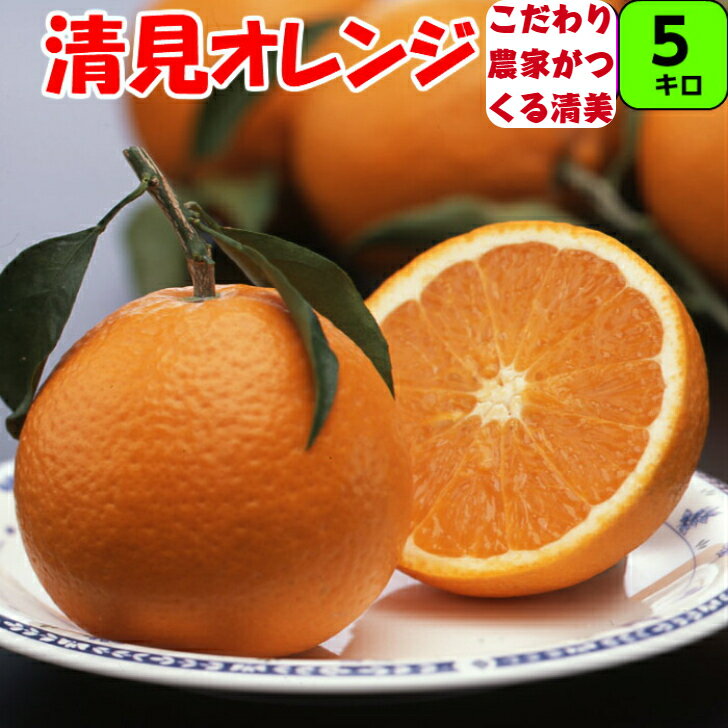 貯蔵 清見オレンジ 5kg L/2L/3Lサイズ