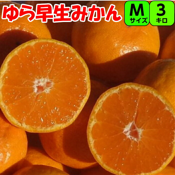 ゆら早生 みかん 3kg M サイズ 【秀品】 送料無料紀州 和歌山 紀南 温州みかん ゆら早生みかん 極早生みかん 糖度 甘い 酸味 小粒 フルーツ ギフト 贈答用 家庭用 早生みかん