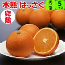 はっさく 八朔 【家庭用】 送料無料 5kg 2L/Lサイズ 混合の場合もあります。 和歌山 紀南産 少しだけ傷アリ 4月、5月頃まで「樹上で完熟」 させた こ...