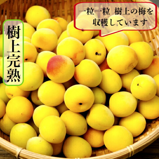 和歌山県産 南高梅【完熟梅】家庭用 2Lサイズ 5kg 多少の傷がある梅が入ります。 ...