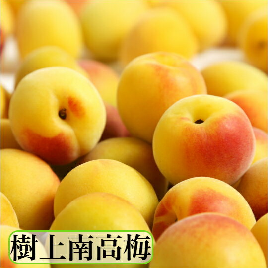和歌山県産 南高梅 【樹熟梅】家庭用 3kg3L/2Lサイズ 多少の傷がある梅が入ります...