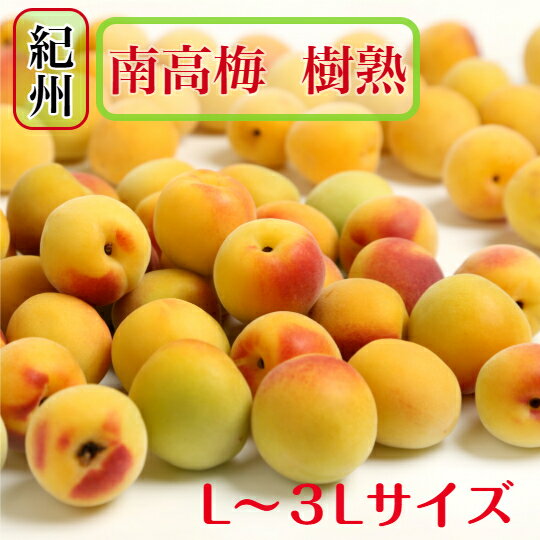 Other - 南高梅 【樹熟梅】樹で熟した梅 2kg L～3Lサイズ 混合 (家庭用) 訳あり 送料無料 和歌山県産 紀州南高梅（生梅） 枝や葉などのスレ傷が入っています。梅干し 梅酒　梅シロップ 最適です。本場 南高梅をお届けいたします。