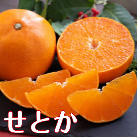 みかん せとか 【家庭用】 送料無料 10kg М～3Lサイズ 和歌山 紀南産 少し傷アリ 濃厚 柑 ...