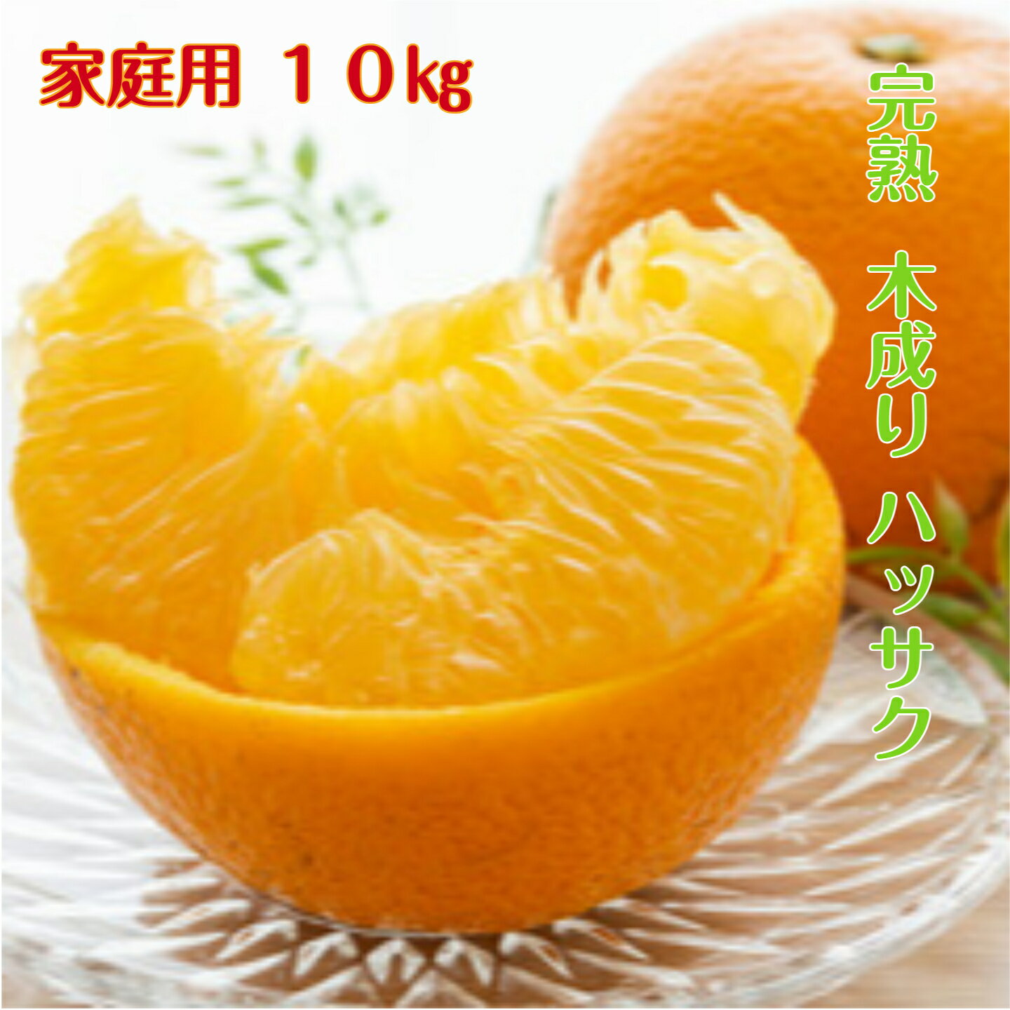 Rakuten - みかん 木成り 八朔【家庭用】 10kg 3L～Lサイズ 混合の場合もあります。送料無料 和歌山 紀南産 多少の傷アリ 黒点あり 4月、5月頃まで「樹上で完熟」させた 農家がつくるこだわりみかん。香りがよく 甘酸が調和し 果肉がプリプリで瑞々しいです。