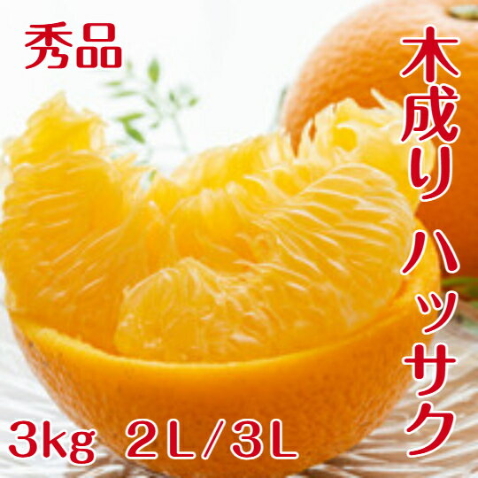 木成り はっさく【秀品】 送料無料 3kg 2L/3Lサイズ 和歌山 紀南産 4月、5月頃まで「樹上で完熟」させた農家がつくるこだわりみかん。香りがよく 甘酸が調和し 果肉が プリプリで 瑞々しいです。ギフトにもおすすめです。 (贈答) （ ギフト ）