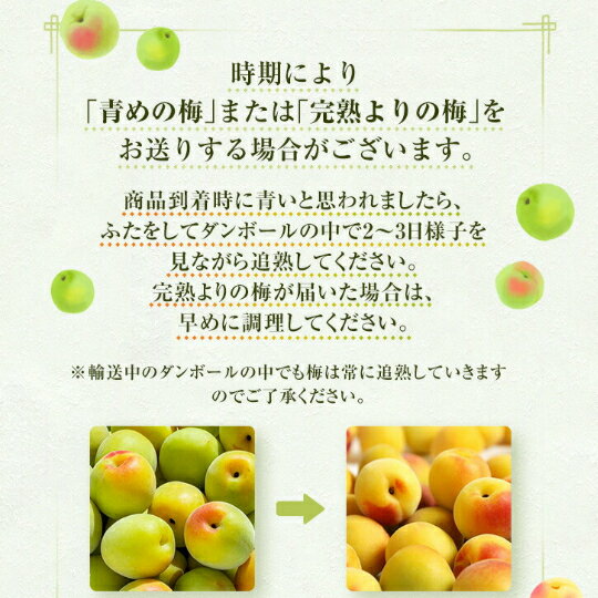 和歌山県産 南高梅 【樹熟梅】 2L 5kg (中粒) 家庭用 多少の傷がある梅が入ります...