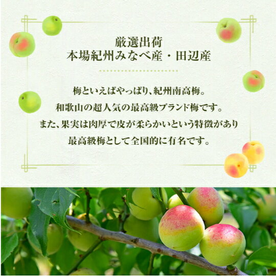 和歌山県産 南高梅 【樹熟梅】家庭用 2kg 3L サイズ （大粒）多少の傷がある梅が少...