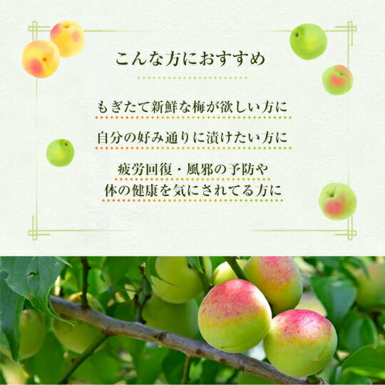 和歌山県産 南高梅 【樹熟梅】家庭用 2kg 3L サイズ （大粒）多少の傷がある梅が少...