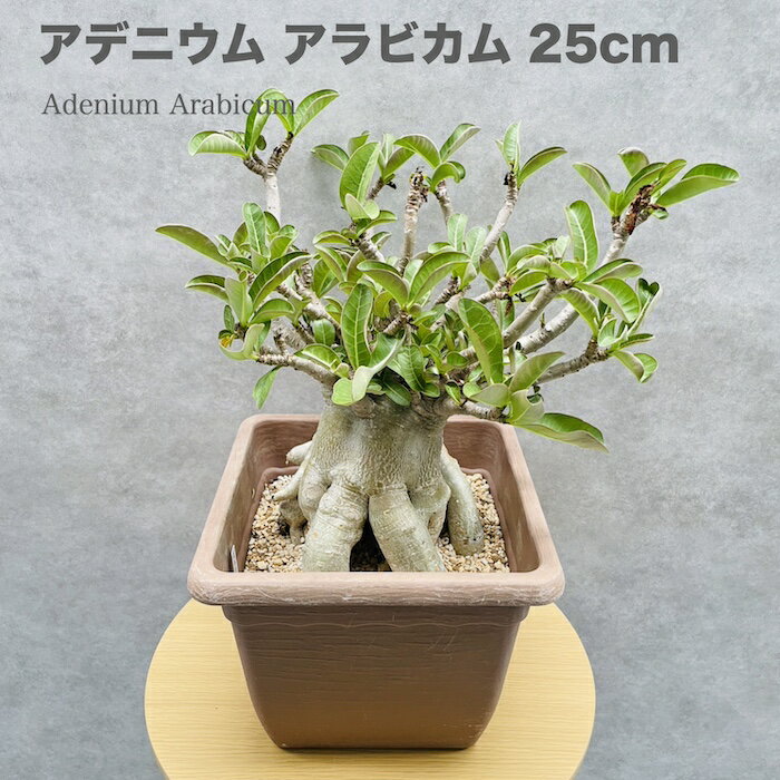 現品 アデニウム アラビカム 大型株 高さ30cm 9号鉢 砂漠のバラ 多肉植物 塊根植物 コーデックス 盆栽 観葉植物 アラビクム おしゃれでかわいい ギフト 置物 プレゼント インテリア 贈り物 大きい 部屋 室内 リビング 玄関 ベランダ テレビ横