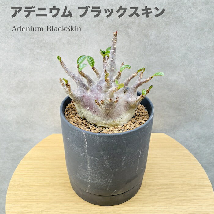 現品 アデニウム ブラックスキン 希少株 5号鉢 砂漠のバラ 多肉植物 塊根植物 コーデックス 盆栽 観葉植物 アラビクム おしゃれでかわいい ギフト 置物 プレゼント インテリア 贈り物 大きい 部屋 室内 リビング 玄関 ベランダ テレビ横