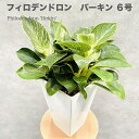 観葉植物（予算3000円以内） 観葉植物 フィロデンドロン・バーキン 6号スクエア鉢 おしゃれな室内インテリア ベニヤッコカズラ 結婚祝い 新築祝い 開店 開業祝い 誕生日 母の日 父の日 記念日 敬老の日 部屋 リビング 玄関 ベランダ プレゼント ギフト テレビ横