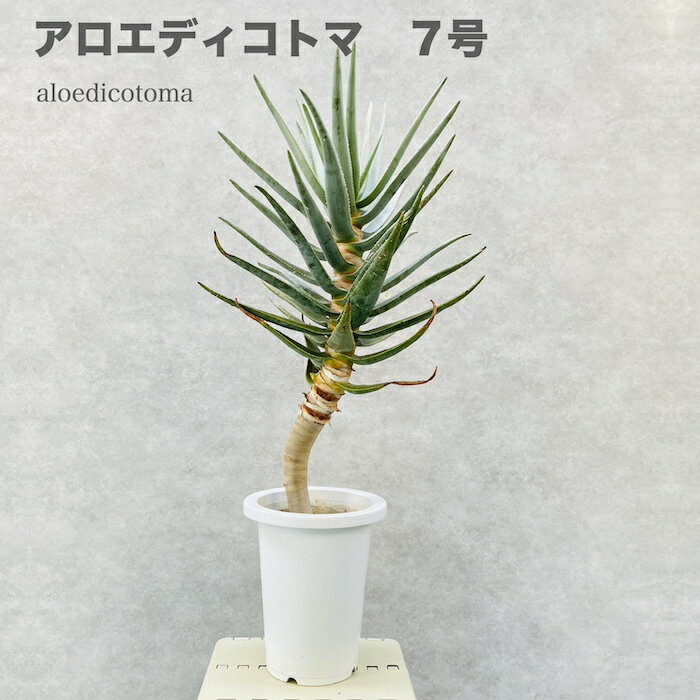 アロエ 現品 観葉植物 アロエ ディコトマ 7号鉢 大型 多肉植物 大株 aloe たかろかい 高蘆薈 おしゃれな室内インテリア 結婚祝い 新築祝い 開店 開業祝い 誕生日 母の日 父の日 記念日 敬老の日 部屋 リビング 玄関 ベランダ プレゼント ギフト テレビ横