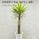 観葉植物 パキポディウム・ラメリー 8号鉢株 大型 塊根植物