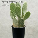 観葉植物 ウチワサボテン オプンチア 8号鉢株 大型 多肉植物 おしゃれな室内インテリア 結婚祝い 新築祝い 開店 開業祝い 誕生日 母の日 父の日 記念日 敬老の日 部屋 リビング 玄関 ベランダ プレゼント ギフト テレビ横 ドライガーデン