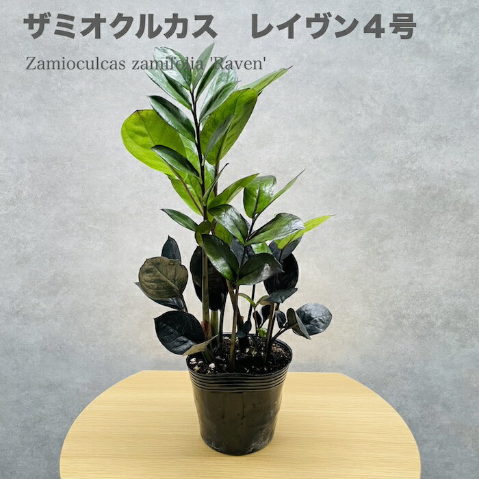 楽天クラピア・観葉植物専門店ミドリス観葉植物 ザミオクルカス レイヴン ザミフォーリア 4号ポット レイブン おしゃれな室内インテリア鉢 zzプラント 結婚祝い 新築祝い 開店祝い 開業祝い 誕生日 母の日 父の日 記念日 敬老の日 部屋 リビング 玄関 ベランダ プレゼント ギフト テレビ横 卓上 トイレ デスク