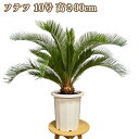 現品 観葉植物 ソテツ 蘇鉄 10号鉢苗 大型種類 大きい 鉢植え 和風 和室 南国 おしゃれな室内インテリア 日陰 風水 玄関 リビング 初心者におすすめ 簡単で育てやすい 耐陰性 部屋 屋外 かわいい ベランダ プレゼント ギフト 開店祝い 結婚祝い 窓際 テレビ横 モダン 贈答