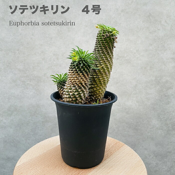 観葉植物 ユーフォルビア ソテツキリン 4号鉢 パイナップルコーン 蘇鉄麒麟 多肉植物 おしゃれな室内インテリア 結婚祝い 新築祝い 開店 開業祝い 誕生日 母の日 父の日 記念日 敬老の日 部屋 …