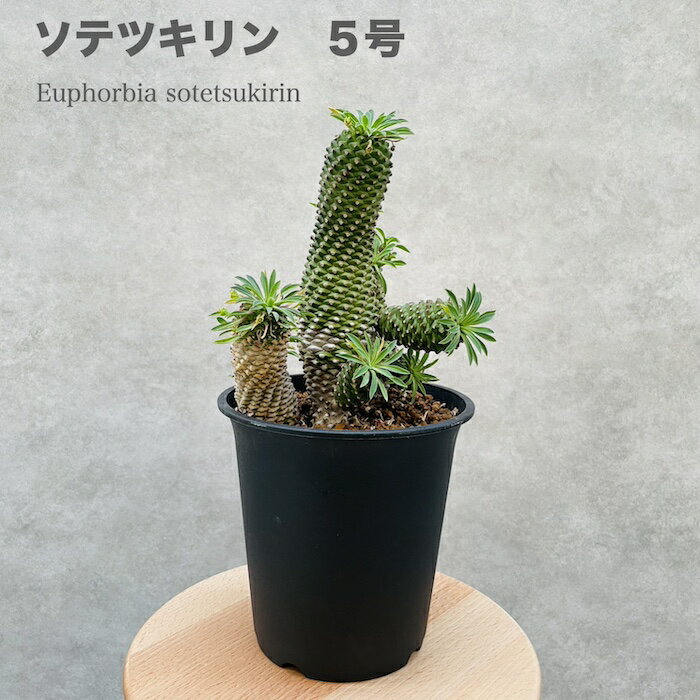 ソテツ 観葉植物 ユーフォルビア ソテツキリン 5号鉢 パイナップルコーン 蘇鉄麒麟 多肉植物 おしゃれな室内インテリア 結婚祝い 新築祝い 開店 開業祝い 誕生日 母の日 父の日 記念日 敬老の日 部屋 リビング 玄関 ベランダ プレゼント ギフト テレビ横