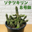 現品 観葉植物 ユーフォルビア ソテツキリン 8号鉢 大型株 パイナップルコーン 蘇鉄麒麟 多肉植物 おしゃれな室内インテリア 結婚祝い 新築祝い 開店 開業祝い 誕生日 母の日 父の日 記念日 敬老の日 部屋 リビング 玄関 ベランダ プレゼント ギフト テレビ横