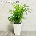 観葉植物 テーブルヤシ 4号鉢 おしゃれな室内インテリア チャメドレア 結婚祝い 新築祝い 開店 開業祝い 誕生日 母の日 父の日 記念日 敬老の日 部屋 リビ...