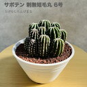 現品 サボテン 刺無短毛丸 6号鉢 観葉植物 多肉植物 おしゃれでかわいい ギフト 置物 プレゼント インテリア 贈り物 卓上 テーブル 部屋 室内 リビング ...